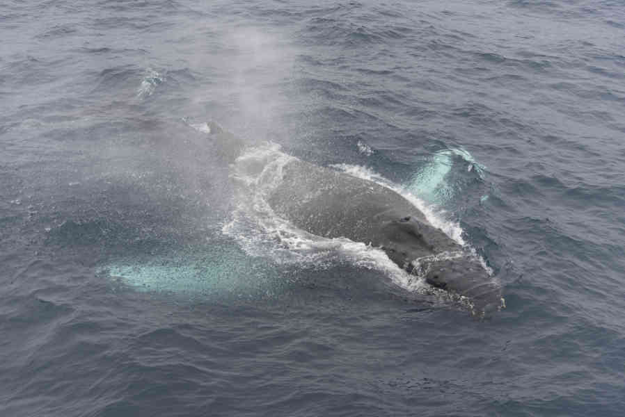 Ballena Jorobada - islas Georgias del Sur 01.jpg
